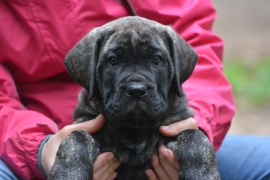 Agila Luna del Exkalibur